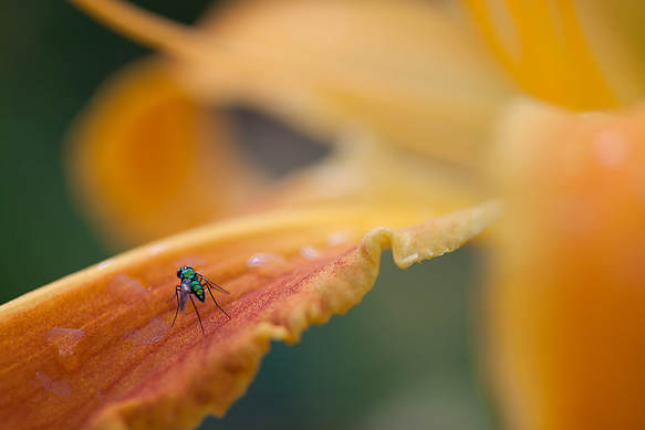 Macro photography of a orange and yellow flower with a green insect on it, taken at Missouri Botanical Garden in St. Louis, Missouri by Las Vegas photographer, Bryan Kurz